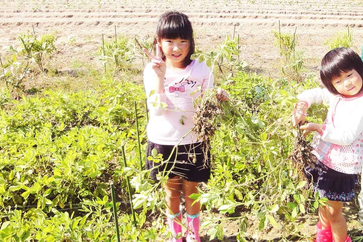落花生掘り
