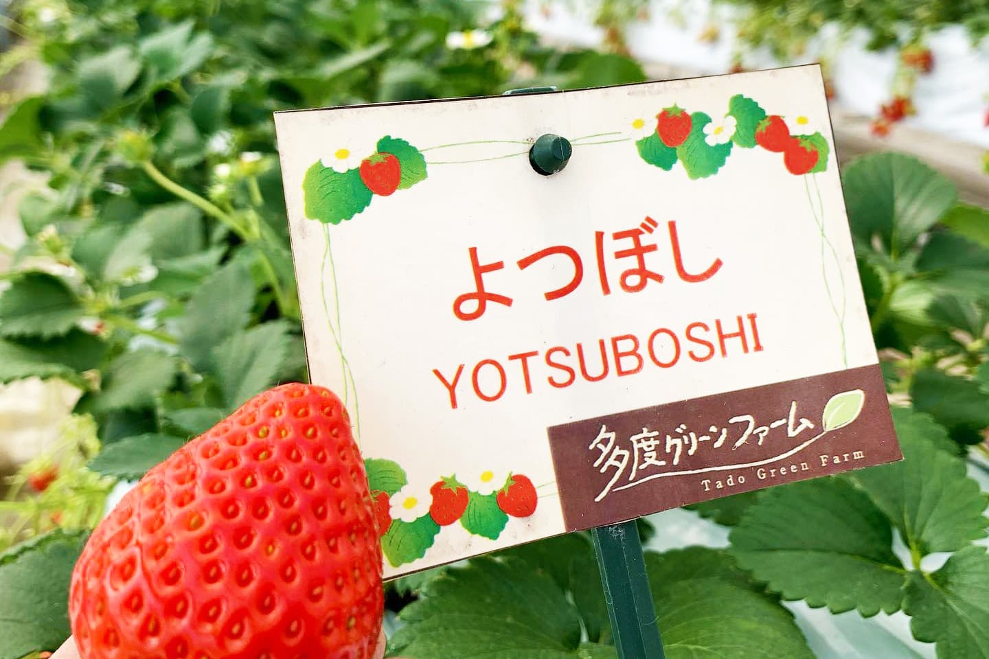 いちご狩りの様子1